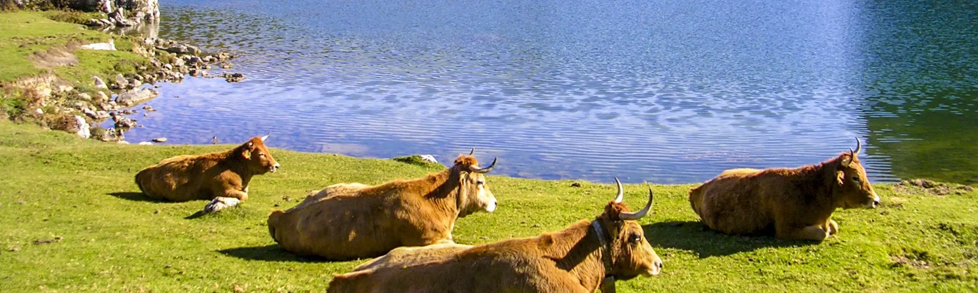Paisaje en de vacas en los lagos de Covadonga de Asturias.